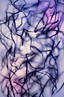©2016 Donna Callighan &nbsp; &nbsp;