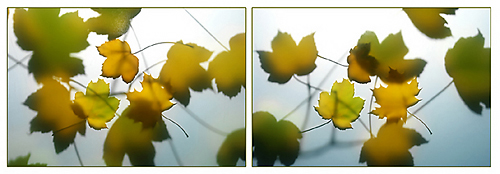 Falling Leaves I & II