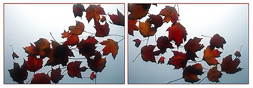 Scattered Leaves I & II