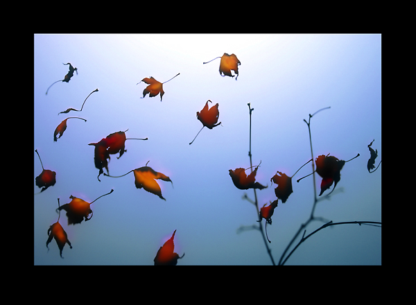 Falling Leaves IV