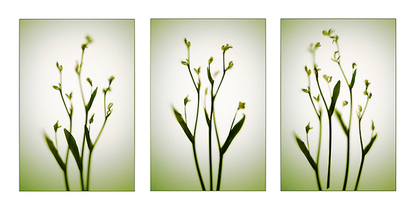 Delicate Dancers Triptych