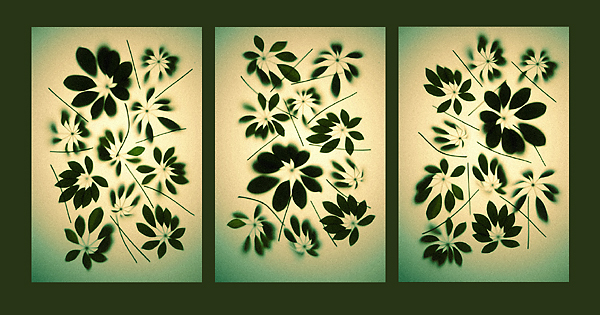 Schefflera Triptych