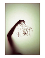 ©2016 Donna Callighan &nbsp; &nbsp;