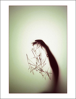 ©2016 Donna Callighan &nbsp; &nbsp;