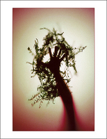 ©2016 Donna Callighan &nbsp; &nbsp;