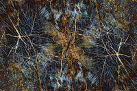 ©2016 Donna Callighan &nbsp; &nbsp;