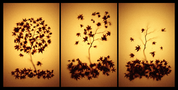 Autumn's Fall Triptych